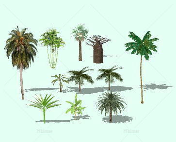 11种热带类植物SU模型