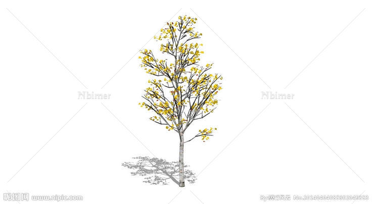 白桦树图片