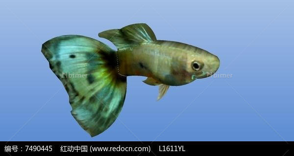 绿色小金鱼SU模型