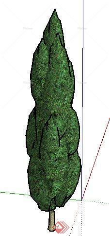 一株园林景观塞浦路斯树SU模型素材（2）