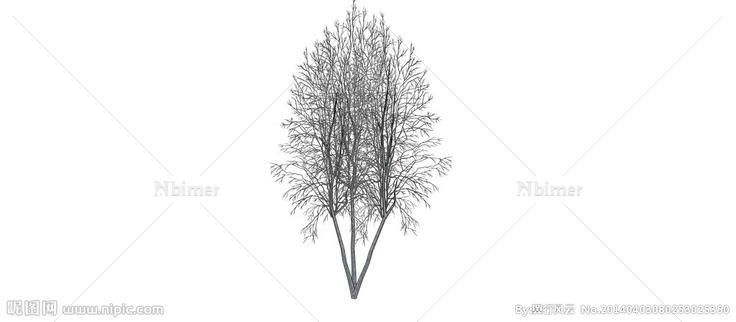 冬树图片