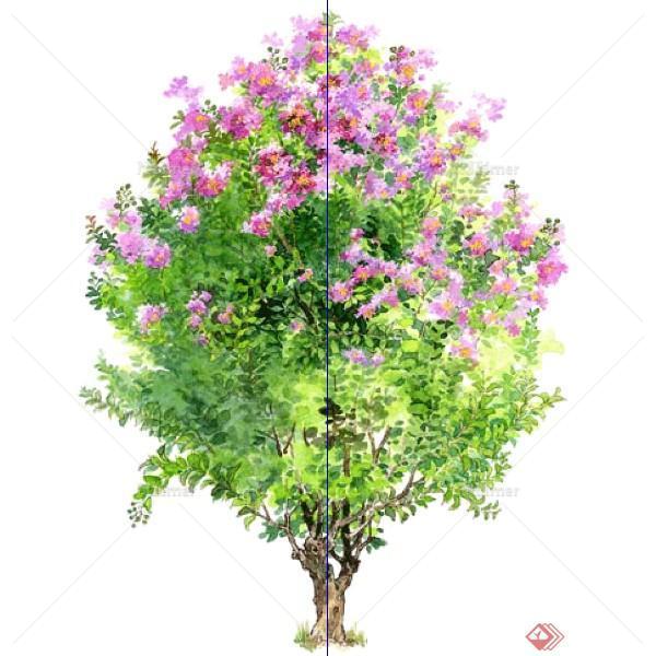 一株2D紫薇景观树SU模型素材
